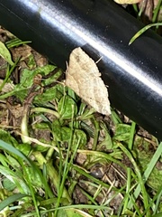 Phalaenophana pyramusalis