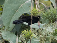 Cacicus chrysonotus chrysonotus