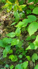 Symphyotrichum ciliolatum