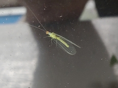 Chrysopa coloradensis