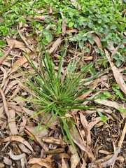 Stylidium graminifolium