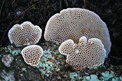 Polyporaceae