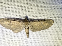 Eupithecia absinthiata