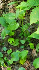 Symphyotrichum ciliolatum