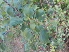 Rhamnus