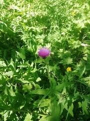 Cirsium heterophyllum