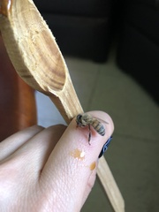 Apis mellifera