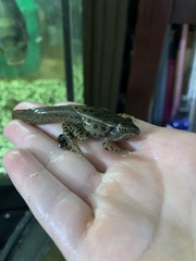 Lithobates pipiens