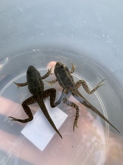 Lithobates pipiens