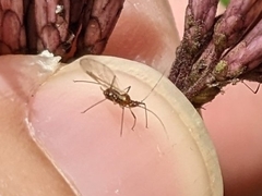Macrosiphini