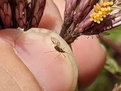 Macrosiphini