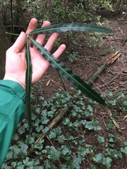 Pseudopanax crassifolius × lessonii