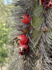 Lophocereus schottii
