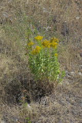 Solidago lepida