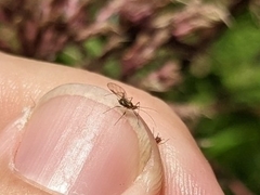 Macrosiphini