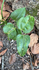 Smilax smallii