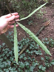 Pseudopanax crassifolius × lessonii