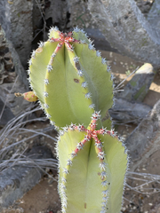 Lophocereus schottii