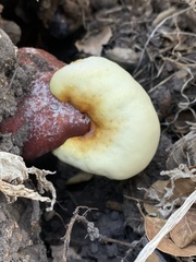 Ganoderma curtisii