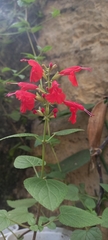 Salvia coccinea