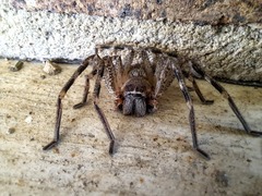 Neosparassus calligaster