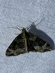 Ecliptopera silaceata