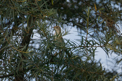 Curruca communis