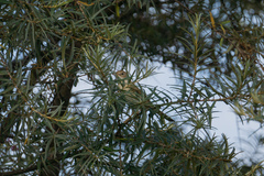 Curruca communis