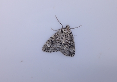 Pseudocoremia monacha