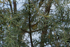 Curruca communis