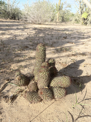 Mammillaria hutchisoniana