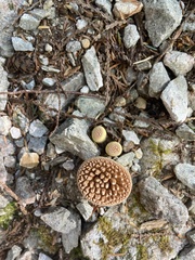 Turbinellus kauffmanii