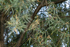 Iduna pallida