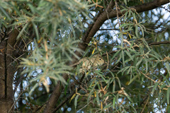 Iduna pallida