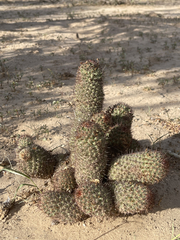 Mammillaria hutchisoniana
