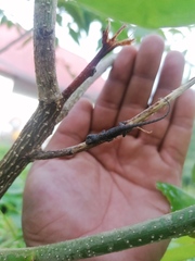 Urosaurus bicarinatus