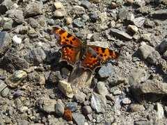 Polygonia