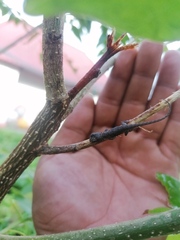 Urosaurus bicarinatus