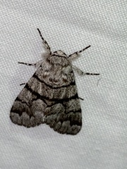 Panthea furcilla