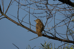 Acrocephalus arundinaceus