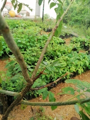 Urosaurus bicarinatus