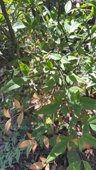 Nandina domestica