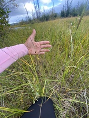 Juncus balticus ater