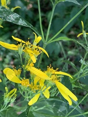 Verbesina occidentalis