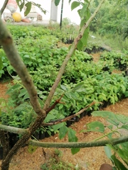 Urosaurus bicarinatus