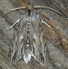 Cucullia laetifica
