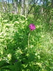 Cirsium heterophyllum