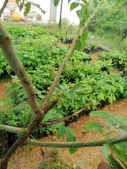 Urosaurus bicarinatus