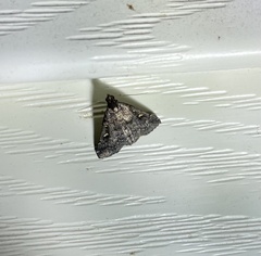 Idia diminuendis