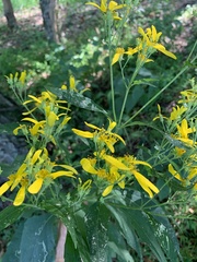 Verbesina occidentalis